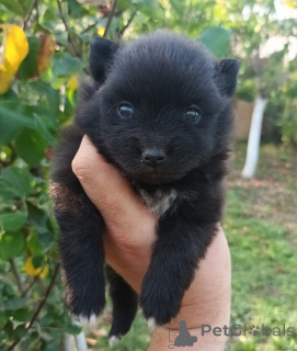 Zdjęcie №2 do zapowiedźy № 138785 na sprzedaż  szpic miniaturowy - wkupić się USA hodowca