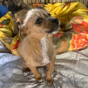 Zdjęcie №2 do zapowiedźy № 72046 na sprzedaż  border terrier - wkupić się Finlandia prywatne ogłoszenie, hodowca