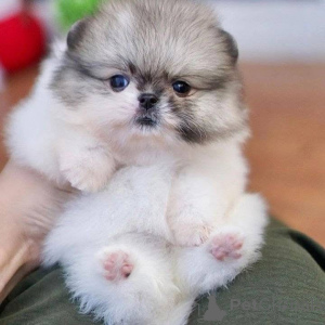 Zdjęcie №3. Ta mała jest już gotowa na nowy dom. Wszystkie znalezione tutaj Pomorzanki. Chorwacja