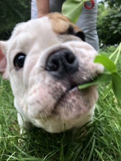 Zdjęcie №2 do zapowiedźy № 7032 na sprzedaż  buldog angielski - wkupić się Ukraina prywatne ogłoszenie, hodowca