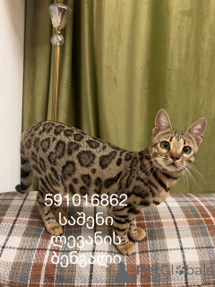 Zdjęcie №3. Kot bengalski Kot bengalski F3. Gruzja
