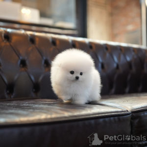 Zdjęcie №2 do zapowiedźy № 131043 na sprzedaż   - wkupić się Niemcy prywatne ogłoszenie