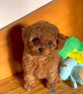 Zdjęcie №1. pudel (zabawka) - na sprzedaż w La Palma | negocjowane | Zapowiedź №157004