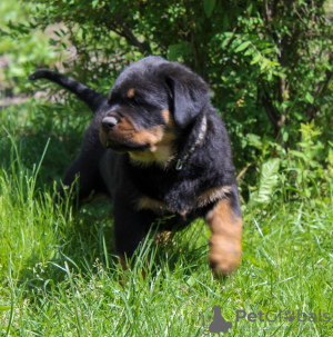 Dodatkowe zdjęcia: Szczeniak rottweilera