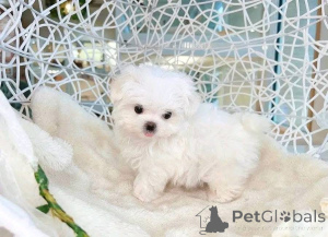 Zdjęcie №1.  - na sprzedaż w Atlanta | 2780zł | Zapowiedź №161136