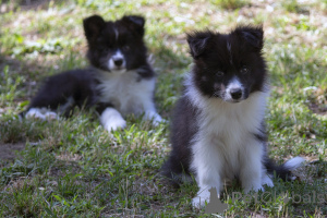 Zdjęcie №4. Sprzedam border collie w Kruševac.  - cena - negocjowane