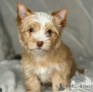 Zdjęcie №1. yorkshire terrier - na sprzedaż w Poznań | 1674zł | Zapowiedź №126649