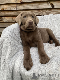 Zdjęcie №3. Adorables Chiots Labrador Retriever są jednym z celów rodziny. Francja