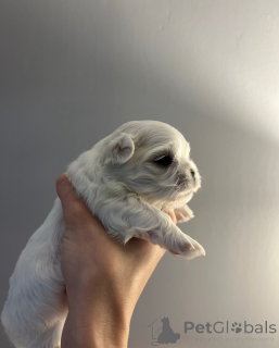 Zdjęcie №2 do zapowiedźy № 161331 na sprzedaż  maltańczyk - wkupić się Republika Czeska 