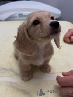 Zdjęcie №1. jamnik - na sprzedaż w Drezno | negocjowane | Zapowiedź №163654