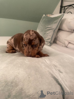 Zdjęcie №2 do zapowiedźy № 166923 na sprzedaż  chart szkocki - wkupić się Niemcy prywatne ogłoszenie