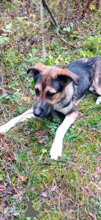 Zdjęcie №2 do zapowiedźy № 155102 na sprzedaż  pies nierasowy - wkupić się Federacja Rosyjska prywatne ogłoszenie