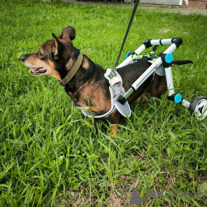 Zdjęcie №3. Cudowny chłopiec Mitya z schroniska szuka rodziny.. Federacja Rosyjska