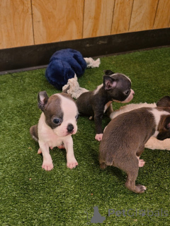 Zdjęcie №3. Entzückende Boston-Terrier-Welpen suche w kłamstwach Zuhause!. Niemcy