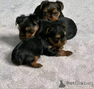 Zdjęcie №1. yorkshire terrier - na sprzedaż w Czarni | 1196zł | Zapowiedź №173726