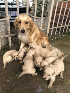 Zdjęcie №1. golden retriever - na sprzedaż w Zły Münsteerefel | negocjowane | Zapowiedź №167545