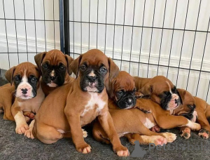 Zdjęcie №1. bokser - na sprzedaż w Bratysława | negocjowane | Zapowiedź №157890