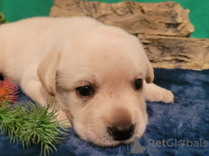 Zdjęcie №1. labrador retriever - na sprzedaż w Mogilow | 2930zł | Zapowiedź №117145