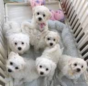 Zdjęcie №1. bichon frise - na sprzedaż w Wiedeń | 3348zł | Zapowiedź №163870