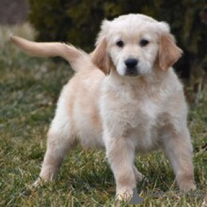 Zdjęcie №2 do zapowiedźy № 165132 na sprzedaż  golden retriever - wkupić się Niemcy prywatne ogłoszenie