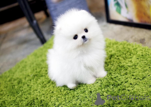 Zdjęcie №2 do zapowiedźy № 163245 na sprzedaż   - wkupić się Wielka Brytania 