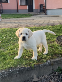 Zdjęcie №1. labrador retriever - na sprzedaż w Валлетта | 1585zł | Zapowiedź №58286