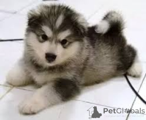 Zdjęcie №3. Alaskan Malamute Szczenięta. Szwajcaria