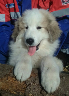 Zdjęcie №1. pirenejski pies górski - na sprzedaż w Perm | Negocjowane | Zapowiedź №1988