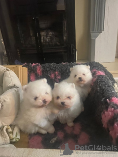 Zdjęcie №2 do zapowiedźy № 126668 na sprzedaż  szpic miniaturowy - wkupić się USA 