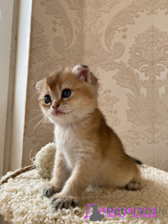 Zdjęcie №2 do zapowiedźy № 59249 na sprzedaż  chinchilla cat - wkupić się Federacja Rosyjska prywatne ogłoszenie