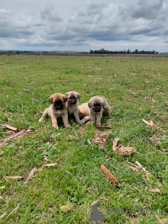 Zdjęcie №1. anatolian - na sprzedaż w Zły homburg vor der höhe | negocjowane | Zapowiedź №166357