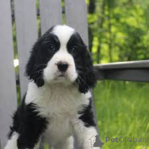 Zdjęcie №1. springer spaniel angielski - na sprzedaż w Helsinki | 3348zł | Zapowiedź №169505