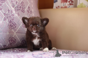 Zdjęcie №1. chihuahua (rasa psów) - na sprzedaż w Petersburg | 1289zł | Zapowiedź №95026