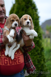 Zdjęcie №3. Szczenięta rasy beagle. Białoruś