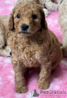 Zdjęcie №3. Urocze miniaturowe szczenięta Goldendoodle gotowe do odbioru już dziś. SMS (559). USA