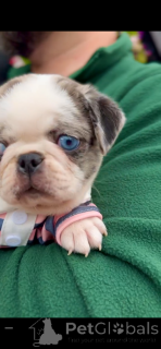 Zdjęcie №3. Blue Merle Panda Pug z niebieskim okiem rzadki i oszałamiający!. Serbia