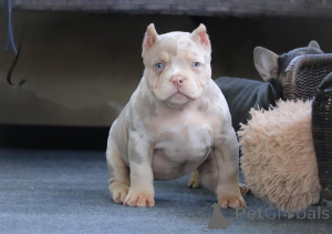 Zdjęcie №2 do zapowiedźy № 147466 na sprzedaż  american bully - wkupić się Niemcy prywatne ogłoszenie