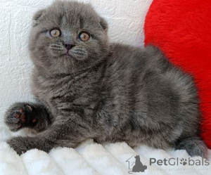 Zdjęcie №1. scottish fold - na sprzedaż w Badgastein | 1674zł | Zapowiedź № 171168