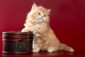 Dodatkowe zdjęcia: Szkockie kocięta - chłopiec z czerwonego marmuru