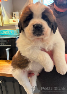 Zdjęcie №2 do zapowiedźy № 132690 na sprzedaż  whippet - wkupić się Wielka Brytania prywatne ogłoszenie