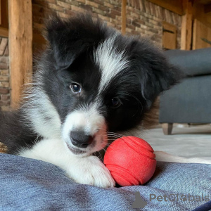 Zdjęcie №1. border collie - na sprzedaż w Tallinn | 1674zł | Zapowiedź №80551