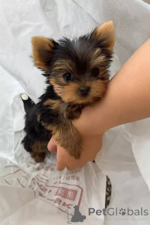 Zdjęcie №1. yorkshire terrier - na sprzedaż w Helsinki | 2392zł | Zapowiedź №165777