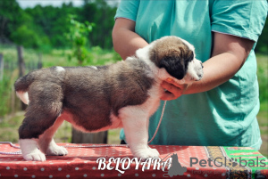 Zdjęcie №1. bernardyn (rasa psa) - na sprzedaż w Mińsk | 2761zł | Zapowiedź №7212