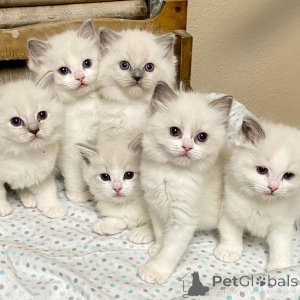 Zdjęcie №1. ragdoll - na sprzedaż w Watsons Bay | negocjowane | Zapowiedź № 161654