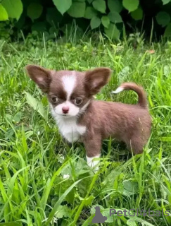 Zdjęcie №3. Toaleta wyszkolona Chihuahua. Holandia