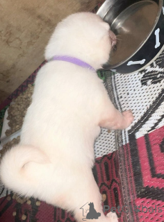 Zdjęcie №3. Zarejestrowane przez KC szczenięta japońskiej rasy Akita. Niemcy