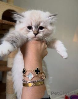 Zdjęcie №3. Delikatna jak piosenka, słodka jak sen Aria wnosi miłość i elegancję do każdego. Szwecja