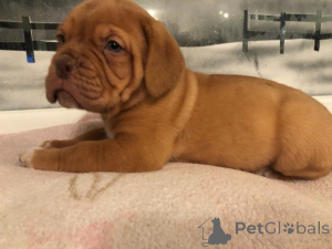Zdjęcie №1. dog z bordeaux - na sprzedaż w Bonito Orental | negocjowane | Zapowiedź №172899