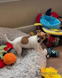 Zdjęcie №1. jack russell terrier - na sprzedaż w Штутгарт | negocjowane | Zapowiedź №135892