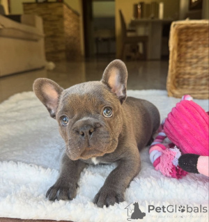 Zdjęcie №2 do zapowiedźy № 161504 na sprzedaż  buldog francuski - wkupić się Niemcy prywatne ogłoszenie